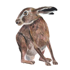 Watercolor Illustration of a brown Hare
