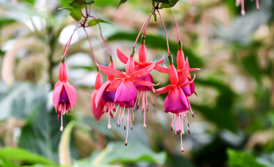 フクシア「ボナンザ」