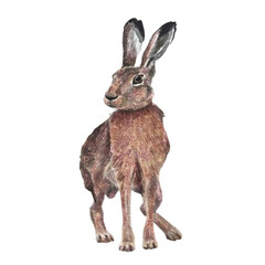 Watercolor Brown Rabbit isolated on white