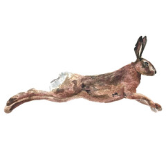 Fototapeta premium Watercolor Illustration of a brown Hare.