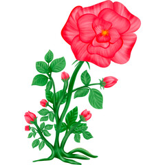 Flower red rose flora
