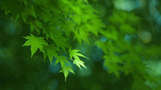 Blue maple leaves that make you feel the early summer in Japan
