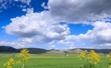 Springtime: hilly landscape with green wheat fields in Apulia, Italy. View of Alta Murgia National...