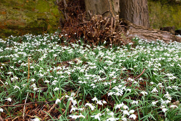 Snowdrops blooming around a tree