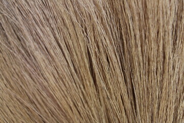 brown dry grass