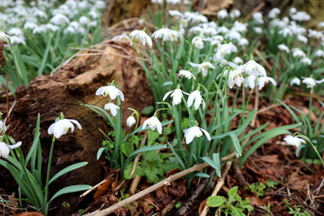 Snowdrops blooming next to a tree in spring