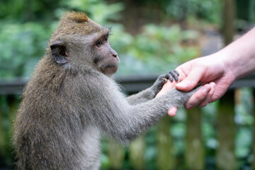 Long Tailed Macaque - Shaking hands or holding hands with Human. Crab Eating Macaque in Ubud Sacred Monkey Forest, Bali (Macaca fascicularis, cynomolgus monkey)
