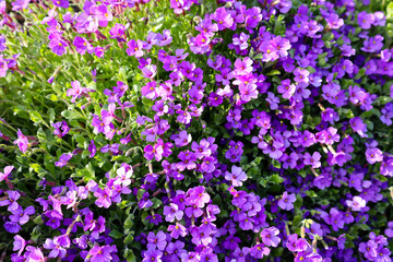 Fototapeta premium Small purple flowers blooming in spring like a purple carpet