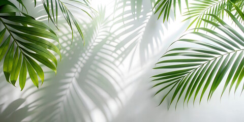 palm leaves with shadows, white background