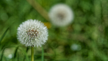 Spring blooming plants photographed close up.