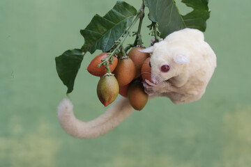 An albino sugar glider is eating peanut butter fruit. This marsupial mammal has the scientific name...