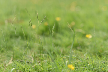Summer meadow close up with focus on grass and narrow depth of field. Nature background,...