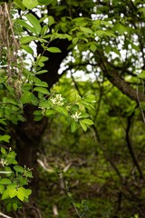 flowers in the woods