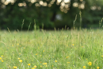 Nature background with green grass in the meadow and beautiful bokeh. Photographed outdoors with...