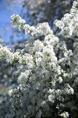 white flowers on a tree