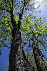 Fototapeta premium trees in the sky
