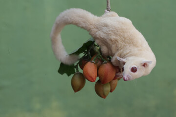 An albino sugar glider is eating peanut butter fruit. This marsupial mammal has the scientific name...