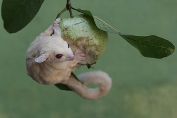 An albino sugar glider is eating a guava fruit. This marsupial mammal has the scientific name...