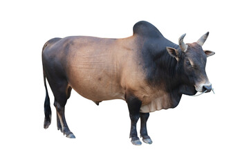 The Big bull strong have sharp horn isolated on white background.