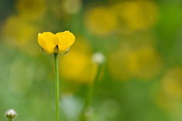 Close up of an yellow buttercup flower in a meadow in summer, photographed on a blurred natural background, copy space