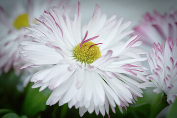 Close up photograph of a garden common daisy bellis with soft focus. Floral background.  © Garbe