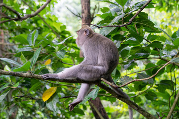 Long Tailed Macaque - sitting in tree, looking Pensively solemnly away from camera. Crab Eating Macaque in Ubud Sacred Monkey Forest, Bali (Macaca fascicularis, cynomolgus monkey)