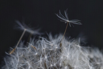 Photograph of a dandelion head with the seeds blowing away on black background, taken with macro...