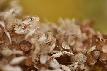 Photograph of Hydrangea, or Hortensia. Texture and details of dried flowers in late autumn. Dry flowers background.
