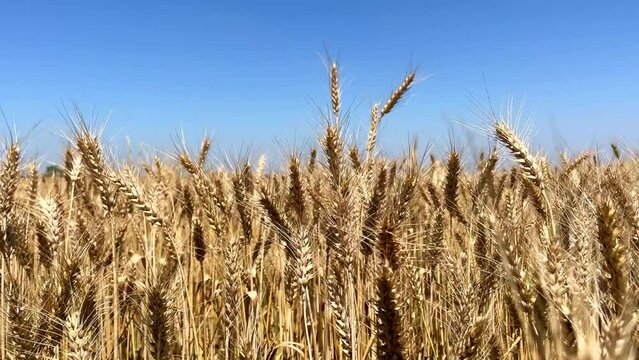 Wheat field, ears of wheat swaying from the gentle wind with blue sky.