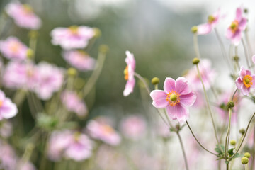 Photograph of Japanese anemone plant, or thimbleweed, blooms with saucer-shaped flowers. Floral wall art or background. 