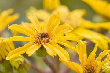 Close up photograph of vibrant colour summer ragwort or leopard plant with selective focus and fine details. Floral bright yellow background.