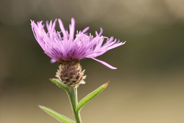 Lesser knapweed wildflower blooming in summer, photographed close up in meadow with a selective focus, backlighting, dreamy effect, blurred soft background.