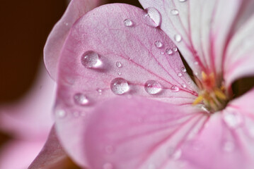 Water droplets on Geranium flower petals photographed with macro lens, close up