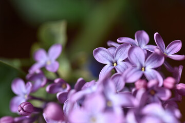 Fototapeta na wymiar Lilac plant flowers blooming in spring photographed close up with macro lens. Soft focus. Floral purple background. 