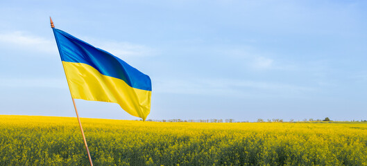 Ukrainian yellow-blue flag against of a blooming rapeseed field and blue sky. National symbol of...