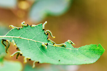 Box tree caterpillar attacks the plant, feeds on the leaves, causes a damage on the leaf edges, which can defoliate plants