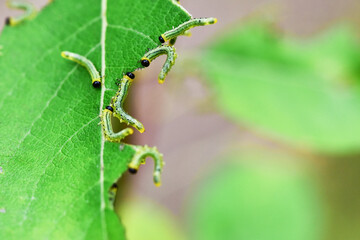Box tree caterpillar attacks the plant, feeds on the leaves, causes a damage on the leaf edges, which can defoliate plants
