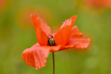 Red petals and black stamens of a poppy flower, photographed close-up with macro lens on a green...