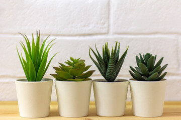 .Indoor artificial plants, various succulents in pots. Succulents in white mini-pots. Ideas for...