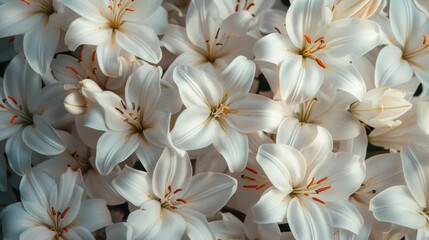 Springtime Blooms: Snow White Lilies as Easter Floral Design with Copy Space on Background