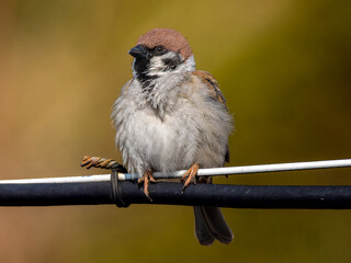 電線にとまるスズメ