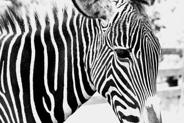 Fototapeta na wymiar baby zebra black and white