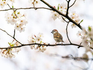 木の枝にとまるスズメ