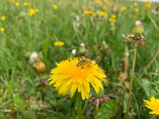 dandelions in the grass