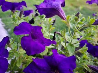 beautiful dark purple flowers looks beautiful 