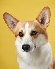 A poised Pembroke Welsh Corgi dog against a vibrant yellow backdrop, displaying the breed's characteristic attentive ears and warm, intelligent gaze