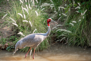 Obraz premium Eastern Sarus Crane (Grus antigone) at Huai Chorakhemak Reservoir Non-hunting Area,Burirum,Thailand.