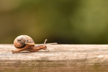 A snail crawls slowly on a wooden texture, photographed close up on a blurred green background...
