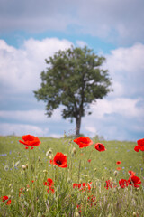Paysage du Tarn au printemps