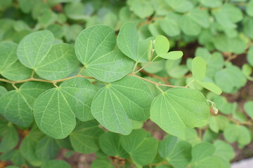 Cute heart-shaped leaves in the garden